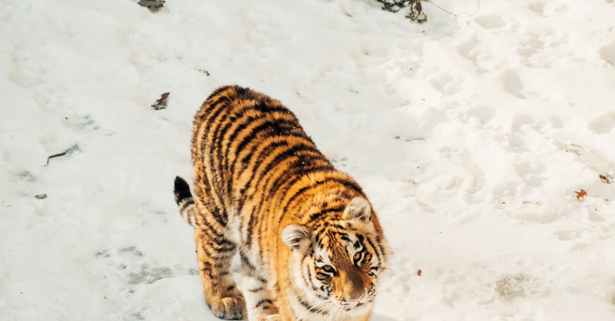Amur Tigers