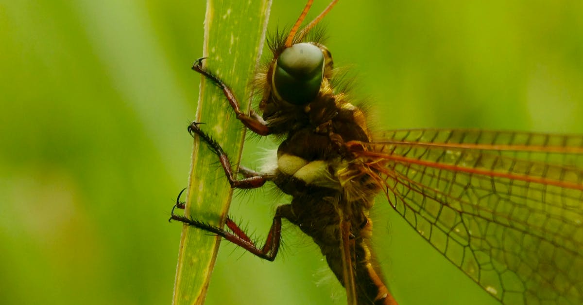Neuroptera Diversity