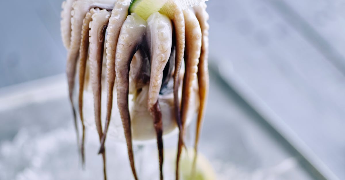 Indian Squid