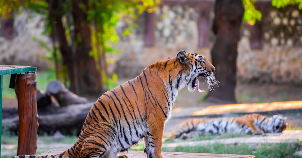 Anamalai Tigers