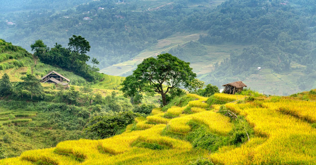 Rice Yellow Mottle Virus